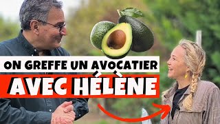 Comment greffer un avocatier (ou n'importe quelle autre plante) avec Hélène de Fougerolles ! 🥑🥑