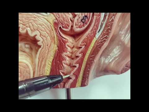 Vídeo: Vagina: Definición, Anatomía, Función, Diagrama Y Condiciones