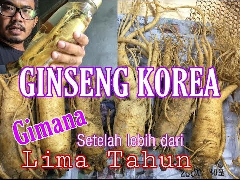 Video: Jam berapa tahun ginseng tumbuh?