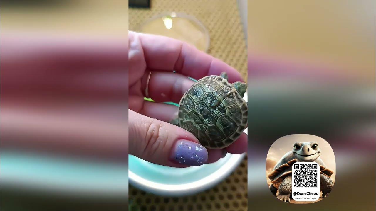 Turtle shape python. Пайтон черепашка команды. Питон узор. Import turtle. Import turtle.