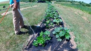 watering pumpkin patch by seth clift 69 views 1 year ago 16 minutes