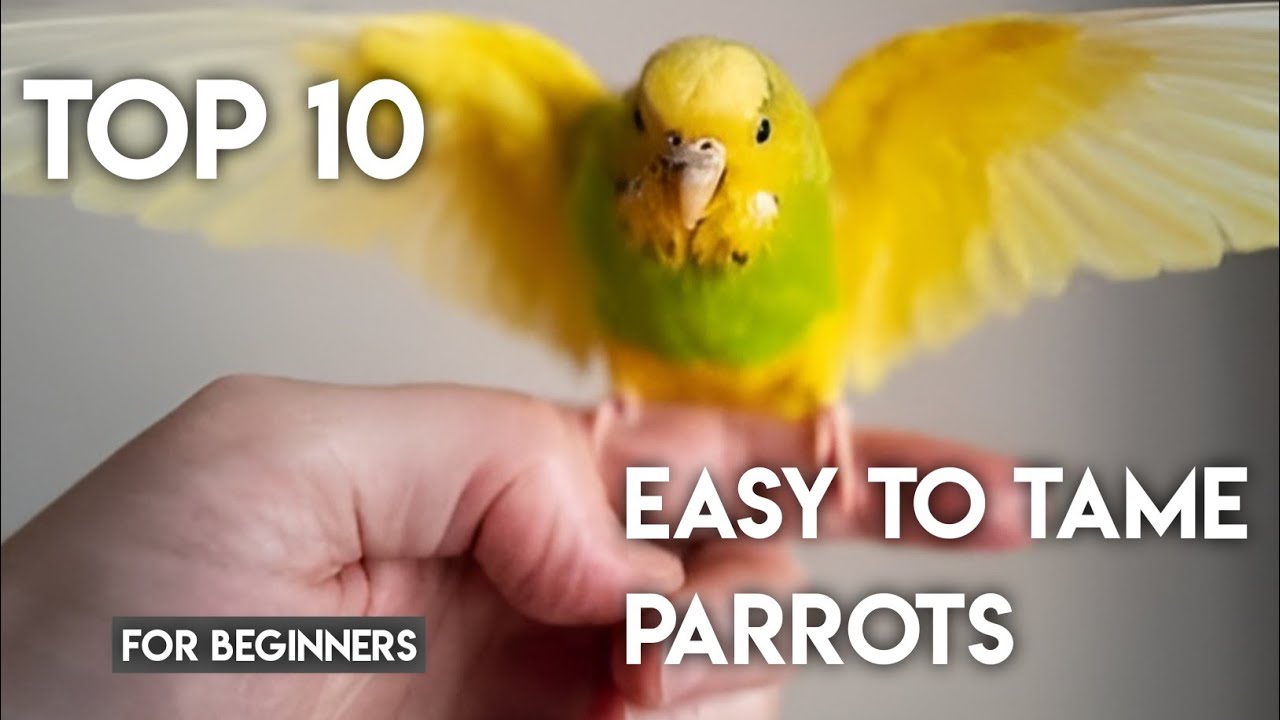 Top 10 Easy-to-Tame Parrots for Beginners - YouTube