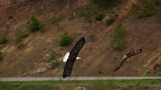 bald eagle and osprey
