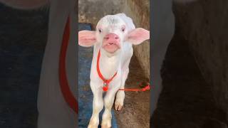 डेरी फार्म के लिए सबसे बेस्ट नस्ल - नीली रावी भैंस की पूरी जानकारी #cow #shorts #short #animals #cow