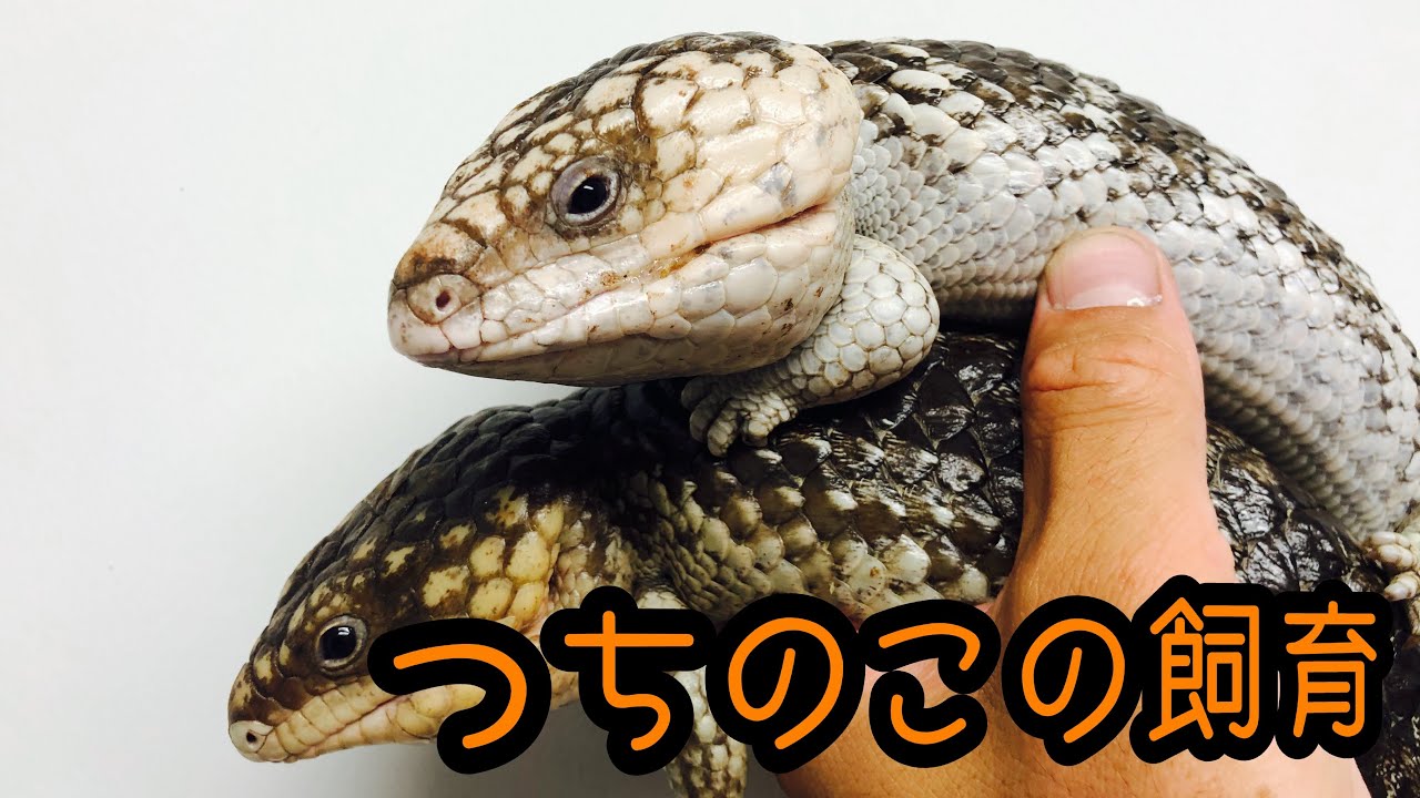 つちのこの飼育 Youtube つちのこの飼育 Youtube