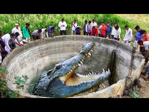 मगरमच्छ का हमला इतना खतरनाक क्यों होता है ? WHY IS A CROCODILE ATTACK SO DANGEROUS ?