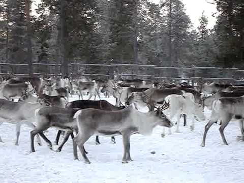 Reindeers Youtube
