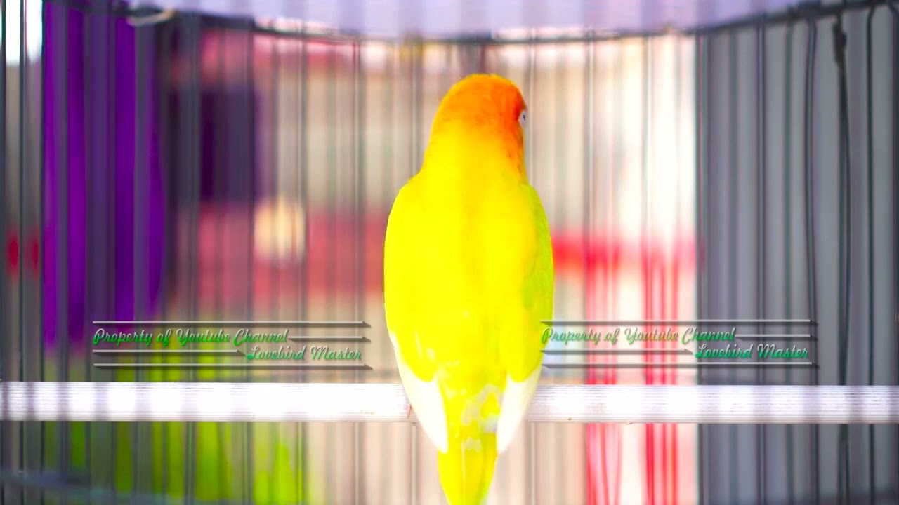 Pancingan Lovebird Ngekek Panjang Ampuh Lovebird Lain Jadi Gacor dan Rajin Bunyi