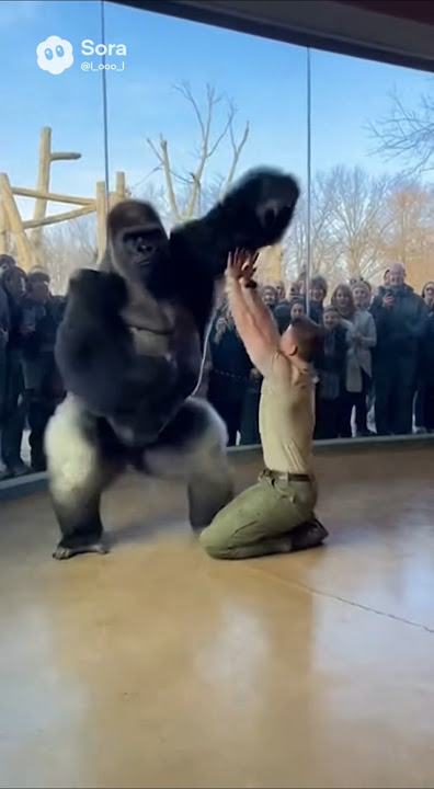 Download lagu Gorilla & Zookeeper’s Perfect Sync Floor Move ⭐️🦍🕺 | 大猩猩和飼養員默契跳舞+地板動作 ⭐️🦍🕺 #shorts #gorilla #dance