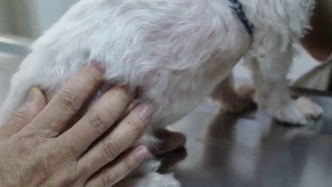 A 12 Year Old Maltese Has Hair Loss And Tail Biting YouTube