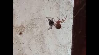 Araña vs Mosca