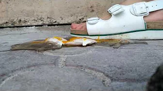 Sante work sandals Crush Duck Egg