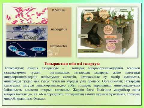 Бейне: Сазды топырақ: қасиеттері, артықшылықтары, кемшіліктері, өсімдіктері