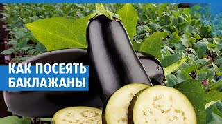 Как посеять баклажаны на рассаду | NGS.RU