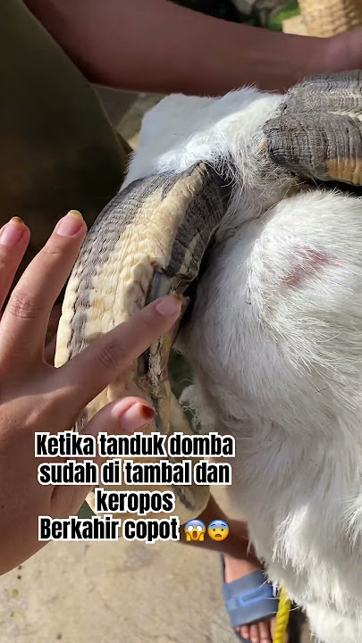 Mantan domba petarung berakhir tua dengan tanduk copot 😱😨 #domba #goat #tandukdomba #dombagarut