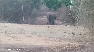 elephant at singara