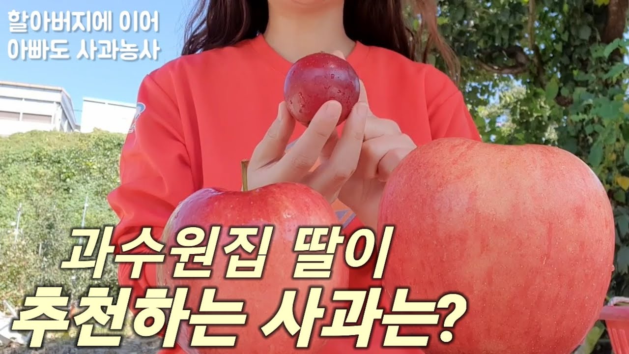 과수원집 딸이 추천하는 예쁘고 맛도 좋은 사과 품종은? (3대째 사과농사) - YouTube