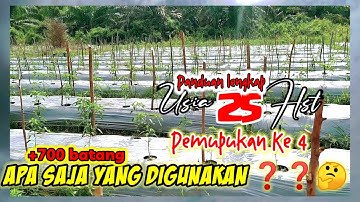 Budidaya cabe part ( 11) || PEMUPUKAN CABE USIA 25 HARI. || APA SAJA YANG DIGUNAKAN❓