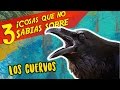 Top - LOS CUERVOS - 3 Cosas Que No Sabias - Videos de Animales Salvajes
