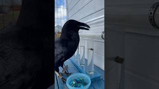 #Animal #Raven #Crow #Воронгоша #Животные #Birds #Birdtraining