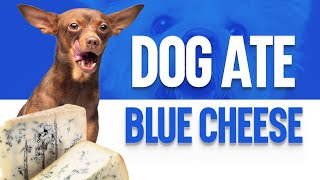 My Dog Ate Blue Cheese - Will He Get Sick by OurFitPets 348 views 1 year ago 3 minutes, 26 seconds