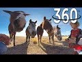 Horses in 360 VR - HORSE TRIES TO EAT MY GOPRO FUSION!