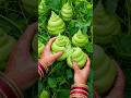 Once You Grow These Vegetables, You'll Harvest All Year Round! 🌱 #shorts #organic #farming