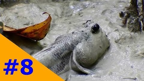 Miền Tây Dân Dã: Lội bùn đi bắt thòi lòi biển sau một ngày đặt bẫy