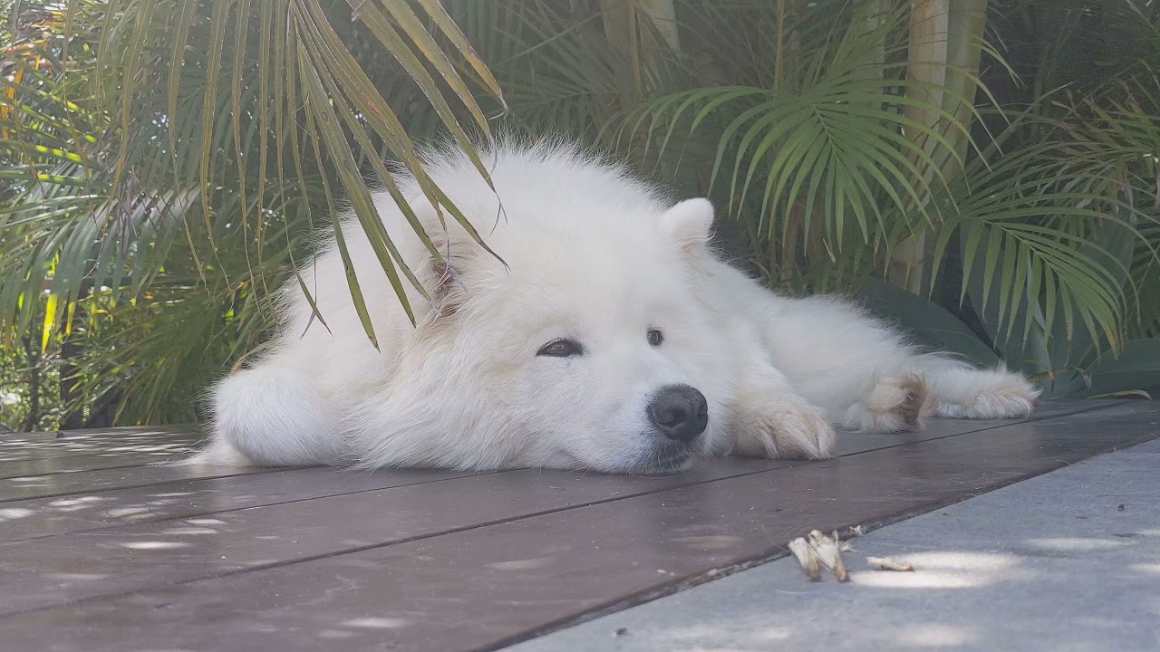 Samoyed Sleeping Ultimate Relaxation