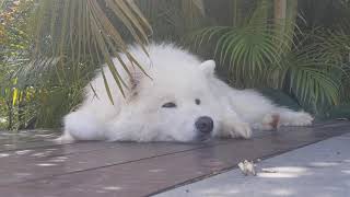 Samoyed Sleeping Ultimate Relaxation by Samoyed Life 1,904 views 3 years ago 1 minute, 25 seconds