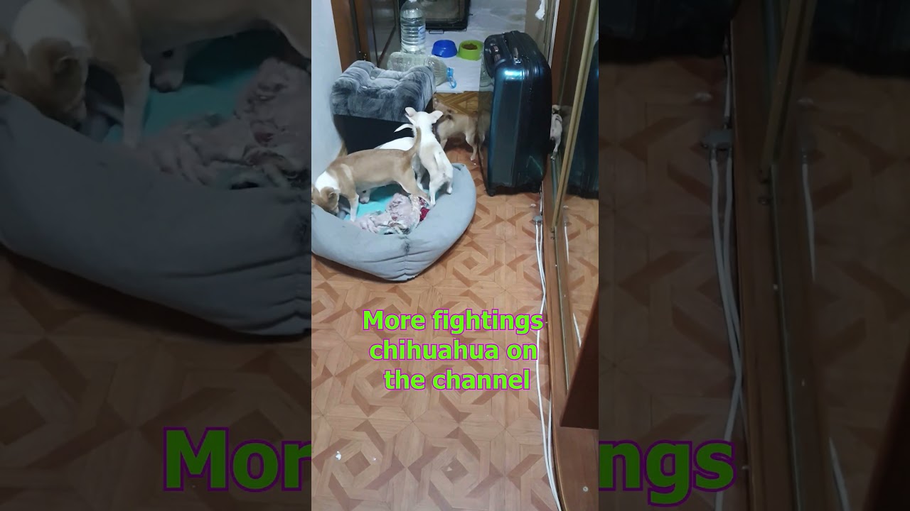 Angry Chihuahuas Fight Club (ACFC)  Fight Night №17