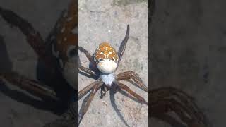 black spider🕷#joguinho #laba-laba kecil naik telang air #musica do t-rex #tiburón #shorts