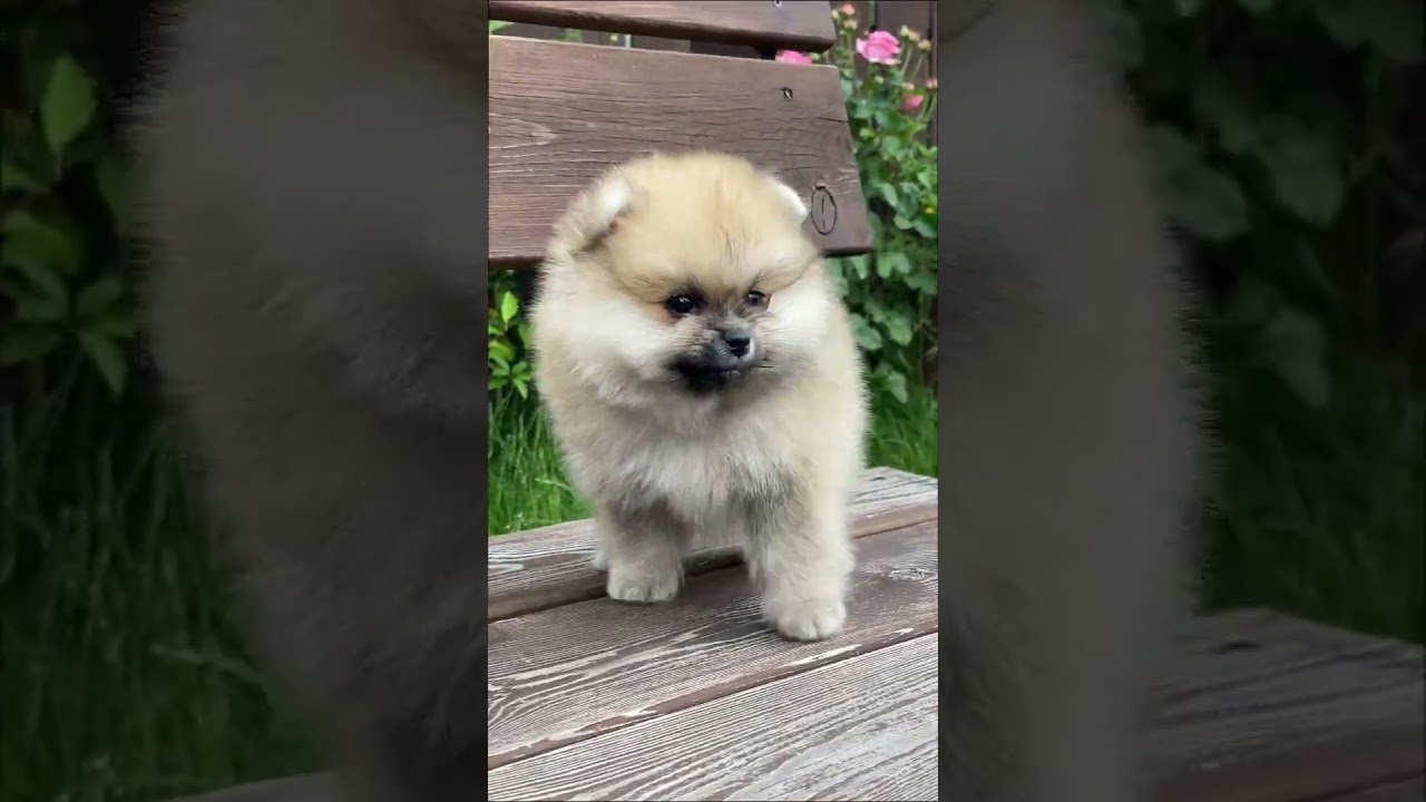 Embracing the Joyful Journey of Canine Happiness 🐾😊 