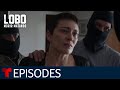 Lobo Morir Matando: Confirmed Paternity | Episode 53 | Telemundo English