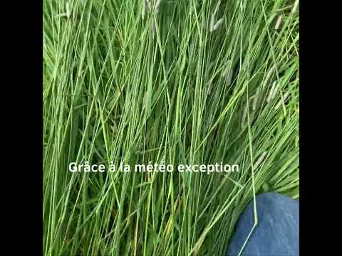 Vidéo: Prairie de fléole des prés
