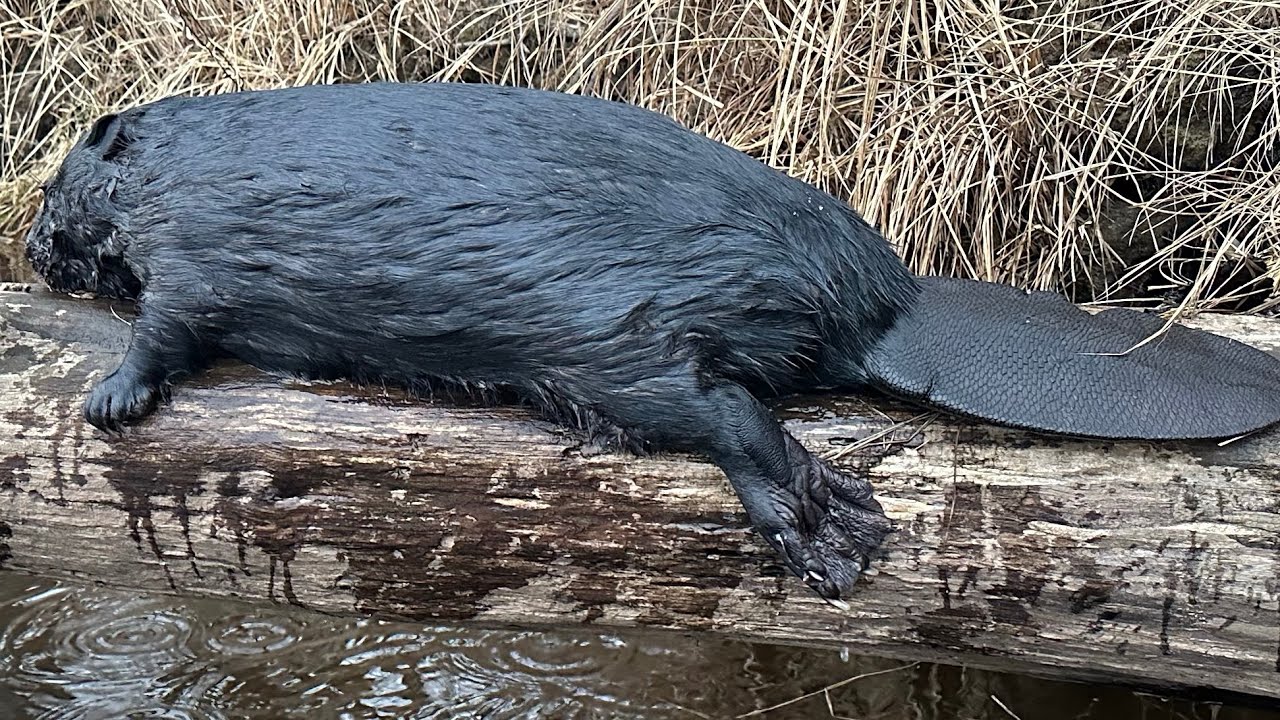 CHASING MIDNIGHT. Trapping my FIRST BLACK Wisconsin Beaver!!!! w/ a NO