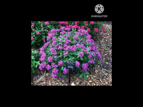 كل ما يخص نبات ال بنتس