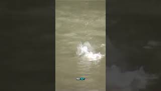 Fish Strikes 20+ Times in the Transkei #fishing