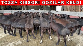 TOZZA XISSORI QOZI QOCHKORLAR KELDI 94-273-33-30   88-155-40-40