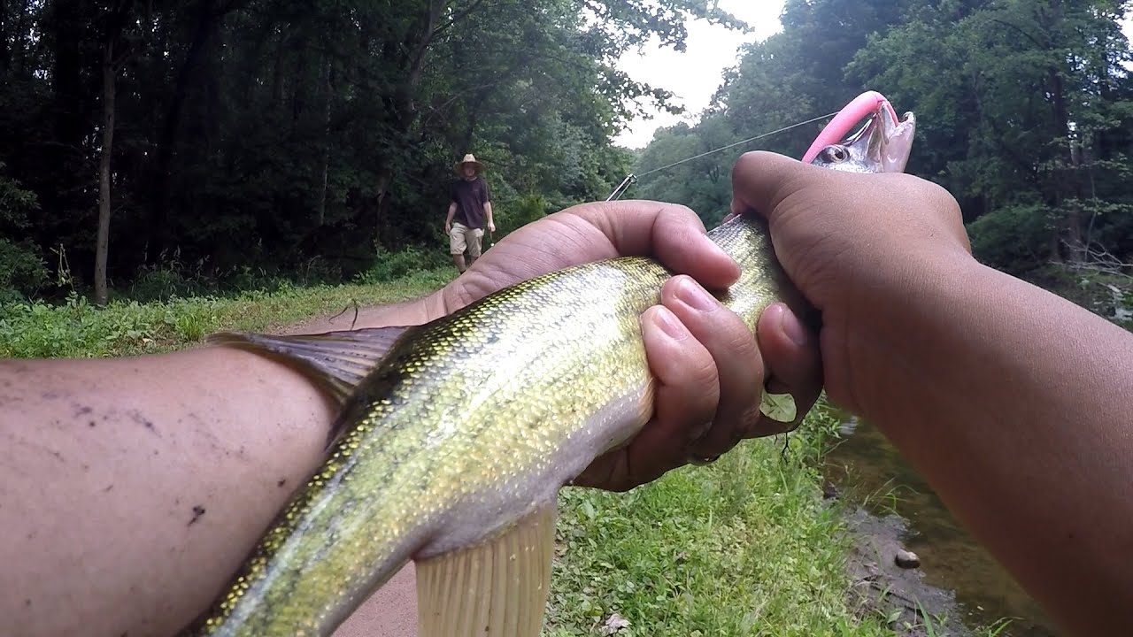 The Best Lure for Chain Pickerel 