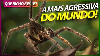 ARMADEIRA, A ARANHA MAIS AGRESSIVA DO MUNDO! | RICHARD RASMUSSEN