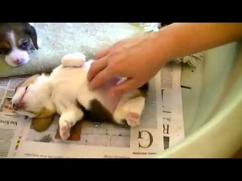 Tickling a 2 week old Beagle Puppy | Cute | Beagle Universe