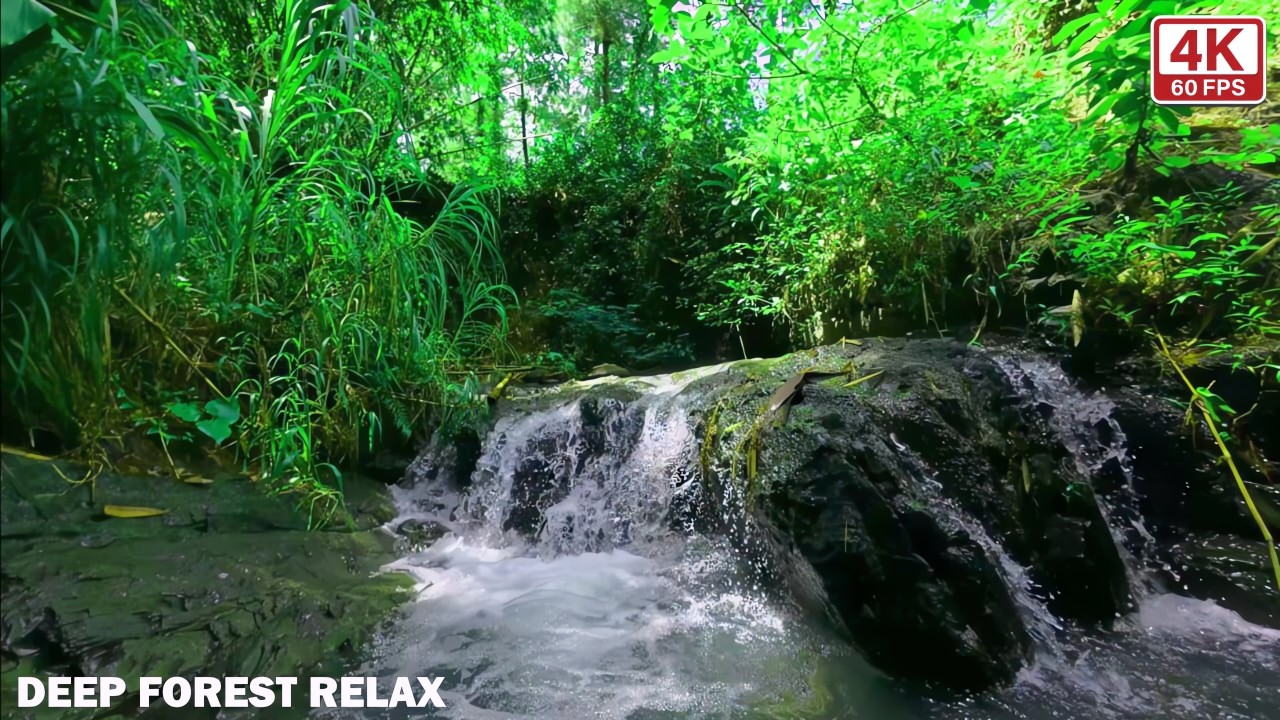 Soothing River Flow with Forest Birds – Natural White Noise for Deep Sleep & Relaxation.