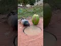 Survival Skills: SIMPLE idea and USEFUL with Rabbits #survivalskills #campping #outdoorwork #like