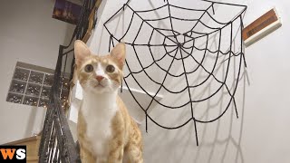 Cats vs The Attack Of The Spiders | An Epic #Halloween Video!!