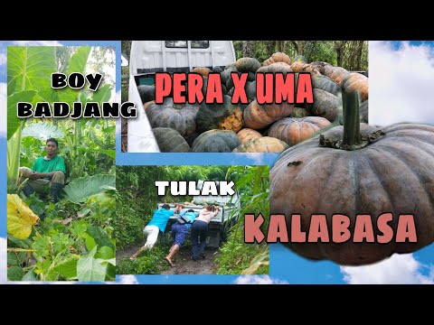 Video: Mga Sikreto Ng Pag-aani Ng Kalabasa