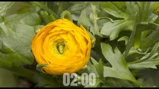 2 Minute Timer - Blooming Flowers