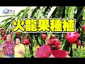 火龍果種植及施肥