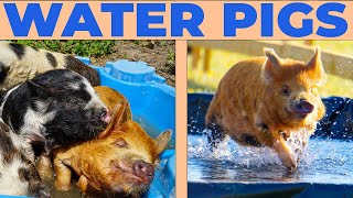The Pigs Race through Water!