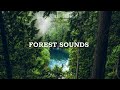 Forest sounds  relaxing sound of the rainforest the chirping birds 24 hours